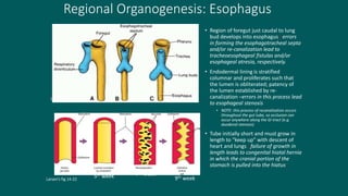 Regional Organogenesis: Esophagus
• Region of foregut just caudal to lung
bud develops into esophagus –errors
in forming the esophagotracheal septa
and/or re-canalization lead to
tracheoesophageal fistulas and/or
esophageal atresia, respectively.
• Endodermal lining is stratified
columnar and proliferates such that
the lumen is obliterated; patency of
the lumen established by re-
canalization –errors in this process lead
to esophageal stenosis
• NOTE: this process of recanalization occurs
throughout the gut tube, so occlusion can
occur anywhere along the GI tract (e.g.
duodenal stenosis)
• Tube initially short and must grow in
length to “keep up” with descent of
heart and lungs –failure of growth in
length leads to congenital hiatal hernia
in which the cranial portion of the
stomach is pulled into the hiatus.
Langman’s fig 14-06
Larsen’s fig 14-22
5th week 7th week
9th week
 