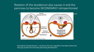 Rotation of the duodenum also causes it and the
pancreas to become SECONDARILY retroperitoneal
Secondarily retroperitoneal = a structure that was originally in the body coelom but
then got pushed into the body wall during development
Langman’s fig 14-11
5th week 3rd month
 