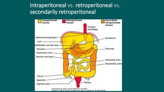 Intraperitoneal vs. retroperitoneal vs.
secondarily retroperitoneal
Larsen’s fig 14-16
 