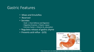 Gastric Features
• Mixes and Emulsifies
• Reservoir
• Secretes
• Acid  Host Defense and Digestion
• Digestive Enzymes Pepsin, Lipase
• Intrinsic Factor Vitamin B12 absorption
• Regulates release of gastric chyme
• Prevents acid reflux - (LES)
http://www.acm.uiuc.edu/sigbio/project/digestive/middle/stomach.html
 