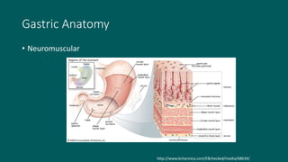 Gastric Anatomy
• Neuromuscular
http://www.britannica.com/EBchecked/media/68634/
 