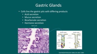 Gastric pits
GASTROENTEROLOGY 2008;134:1842–1860
Gastric Glands
• Cells line the gastric pits with differing products
• Acid secretion
• Mucus secretion
• Bicarbonate secretion
• Hormone secretion
 