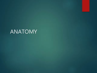 ANATOMY
 