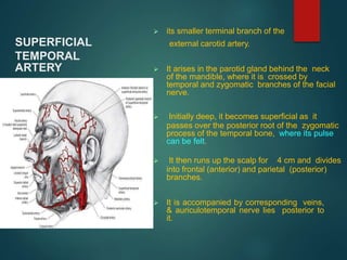 SUPERFICIAL
TEMPORAL
ARTERY
 its smaller terminal branch of the
external carotid artery.
 It arises in the parotid gland behind the neck
of the mandible, where it is crossed by
temporal and zygomatic branches of the facial
nerve.
 Initially deep, it becomes superficial as it
passes over the posterior root of the zygomatic
process of the temporal bone, where its pulse
can be felt.
 It then runs up the scalp for 4 cm and divides
into frontal (anterior) and parietal (posterior)
branches.
 It is accompanied by corresponding veins,
& auriculotemporal nerve lies posterior to
it.
 