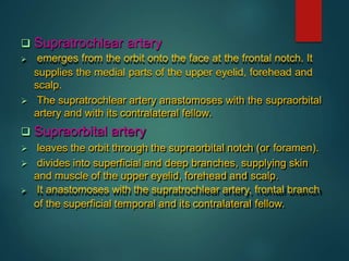  Supratrochlear artery
 emerges from the orbit onto the face at the frontal notch. It
supplies the medial parts of the upper eyelid, forehead and
scalp.
 The supratrochlear artery anastomoses with the supraorbital
artery and with its contralateral fellow.
 Supraorbital artery
 leaves the orbit through the supraorbital notch (or foramen).
 divides into superficial and deep branches, supplying skin
and muscle of the upper eyelid, forehead and scalp.
 It anastomoses with the supratrochlear artery, frontal branch
of the superficial temporal and its contralateral fellow.
 