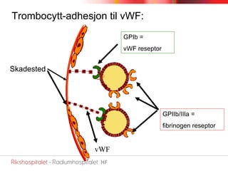 Trombocytt-adhesjon til vWF: Skadested vWF GPIb =  vWF reseptor GPIIb/IIIa = fibrinogen reseptor 