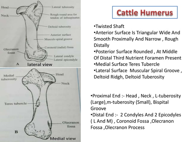 Goat Forelimb veterinary anatomy (Forelimb).pptx