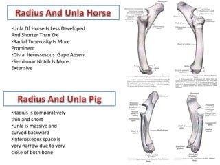 veterinary anatomy (Forelimb).pptx