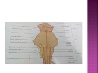 Anatomy and physiology of brain stem | PPTX
