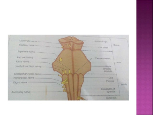 Anatomy and physiology of brain stem