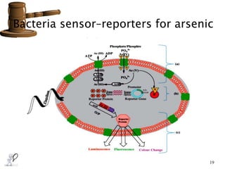 Bacteria sensor–reporters for arsenic
19
 