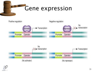 Gene expression
21
 