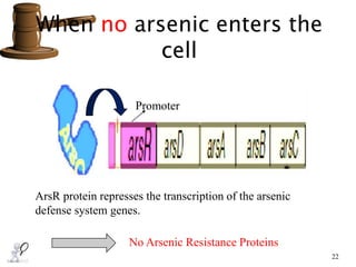When no arsenic enters the
cell
22
Promoter
ArsR protein represses the transcription of the arsenic
defense system genes.
No Arsenic Resistance Proteins
 