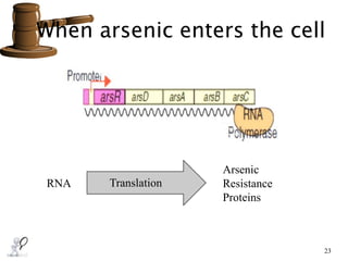 When arsenic enters the cell
23
RNA Translation
Arsenic
Resistance
Proteins
 