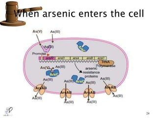 24
When arsenic enters the cell
 