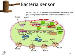 Bacteria sensor
25
An extra copy of the operator–promoter DNA fused to the arsR
gene and a gene for a reporter protein are added to the cell.
 