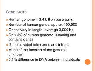 GENE FACTS 
Human genome = 3.4 billion base pairs 
Number of human genes: approx 100,000 
Genes vary in length: average 3,000 bp 
 Only 5% of human genome is coding and 
contains genes 
Genes divided into exons and introns 
Much of the function of the genome 
unknown 
 0.1% difference in DNA between individuals 
 