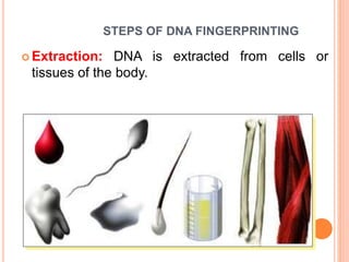 STEPS OF DNA FINGERPRINTING 
 Extraction: DNA is extracted from cells or 
tissues of the body. 
 
