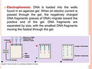 Electrophoresis: DNA is loaded into the wells 
found in an agarose gel. When an electric current is 
passed through the gel, the negatively charged 
DNA fragments (pieces of DNA) migrate toward the 
positive end of the gel. DNA fragments are 
separated by size, with the smallest DNA fragments 
moving the fastest through the gel. 
 