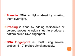 Transfer DNA to Nylon sheet by soaking 
them overnight. 
 Probing is done by adding radioactive or 
colored probes to nylon sheet to produce a 
pattern called DNA fingerprint. 
DNA Fingerprint is built using several 
probes (5-10) probes simultaneously. 
 