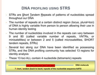 DNA PROFILING USING STRS 
• STRs are Short Tandem Repeats of patterns of nucleotides spread 
throughout our DNA 
• The number of repeats at a certain distinct region (locus, plural=loci) 
of DNA is highly variable from person to person allowing their use in 
human identity testing 
• The number of nucleotides involved in the repeats can vary between 
9 and 80 (called variable number of repeats, VNTRs, or 
minisatellites) or between 2 and 5 (called microsatellites, SHORT 
tandem repeats, STRs) 
• Several loci along our DNA have been identified as possessing 
STRs, and the DNA profiling community has selected 13 regions for 
identity analysis 
• These 13 loci ALL contain 4 nucleotide (tetrameric) repeats 
AATG AATG AATG AATG AATG AATG AATG DNA molecule 
7 short, tandem (back to back) repeats of the nucleotide sequence AATG 
 