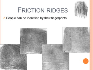 FRICTION RIDGES 
 People can be identified by their fingerprints. 
 