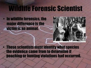 Wildlife Forensic Scientist
• In wildlife forensics, the
major difference is the
victim is an animal.
• These scientists must identify what species
the evidence came from to determine if
poaching or hunting violations had occurred.
 