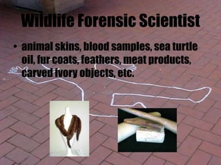 Wildlife Forensic Scientist
• animal skins, blood samples, sea turtle
oil, fur coats, feathers, meat products,
carved ivory objects, etc.
 