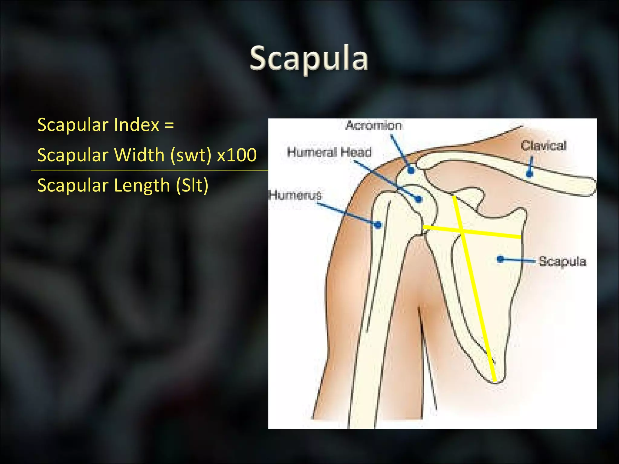 Scapular Index = Scapular Width (swt) x100 Scapular Length (Slt) 