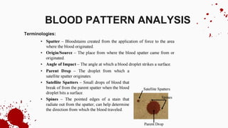 Terminologies:
BLOOD PATTERN ANALYSIS
 