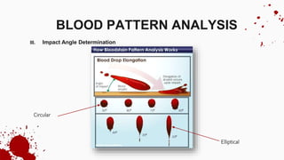 III. Impact Angle Determination
BLOOD PATTERN ANALYSIS
Circular
Elliptical
 