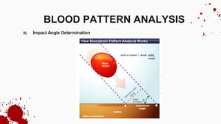 III. Impact Angle Determination
BLOOD PATTERN ANALYSIS
 