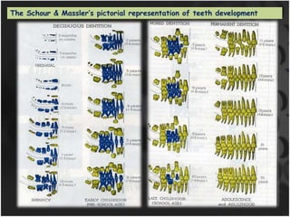 The Schour & Massler’s pictorial representation of teeth development
 