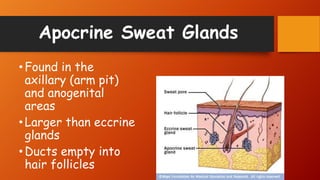 DEVELOPMENT OF FINGERPRINTS | PPTX