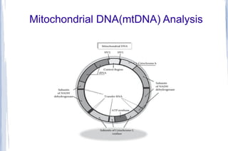 Mtdna Analysis Methods Forensic dna analysis | PPT