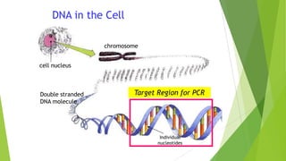 Base Pairing of DNA Strands
A = T
G C
T = A
A = T
C G
T
C
C
A
G
G
T
A
G C
T = A
T = A
C
G
A = T
A = T
G
C
5’
3’
5’
3’
5’ 3’
3’ 5’
denatured
strands
hybridized
strands
Hydrogen bonds
C
G C
G
G
C
Phosphate-sugar
backbone
©2002 Academic Press
5’end
|
Phosphate
|
Sugar—Base…
|
Phosphate
|
Sugar—Base…
|
3’end
 