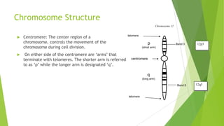 cont….
 Euchromatin: Regions of chromosomes that are transcriptionally active are
known as euchromatin.
 Heterochromatin: Regions of chromosomes that are transcriptionally inactive
are known as heterochromatin.
 Karyotype: The characterization of the chromosomal complement of an
individual or a species, including number, form, and size of the chromosomes.
 