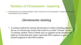 Chromosome Structure
 Centromere: The center region of a chromosome,
controls the movement of the chromosome during cell
division.
 On either side of the centromere are „arms‟ that
terminate with telomeres. The shorter arm is referred
to as „p‟ while the longer arm is designated „q‟.
p
(short arm)
centromere
telomere
q
(long arm)
telomere
Band 5
Band 3
Chromosome 12
12p3
12q5
 