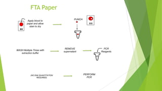 Procedure
 Add a spot of blood to the paper and allowing the stain to dry. The cells are
lysed upon contact with the paper and DNA from the white blood cells is
immobilized within the matrix of the paper.
 A small punch of the paper is removed from the FTA card bloodstain and
placed into a tube for washing. The bound DNA can then be purified by
washing it with a solvent to remove heme and other inhibitors of the PCR
reaction.
 This purification of the paper punch can be seen visually because as the
paper is washed, the red color is removed with the supernatant.
 The clean punch is then added directly to the PCR reaction. Alternatively,
some groups have performed a Chelex extraction on the FTA paper punch and
used the supernatant in the PCR reaction (Lorente et al. 1998, Kline et al.
2002).
 