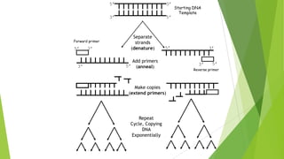 PCR Process
 First described in 1985 by Kary
Mullis and members of the Human
Genetics group at the Cetus
Corporation (now Roche Molecular
Systems), PCR has revolutionized
molecular biology with the ability
to make millions of copies of a
specific sequence of DNA in a
matter of only a few hours.
 This molecular process involves
heating and cooling samples in a
precise thermal cycling pattern
over ~30 cycles.
94 oC
60 oC
72 oC
Time
Temperature
Single Cycle
Typically 25-35 cycles
performed during PCR
94 oC 94 oC 94 oC
60 oC60 oC
72 oC72 oC
The denaturation time in the first
cycle is lengthened to ~10 minutes
when using AmpliTaq Gold to
perform a “hot-start” PCR
 