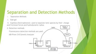 Sample Obtained from
Crime Scene or Paternity
Investigation
DNA
Extraction
DNA
Quantitation
PCR Amplification
of Multiple STR markers
Biology
Separation and Detection of
PCR Products
(STR Alleles)
Technology
Sample Genotype
Determination
Genetics
Comparison of Sample
Genotype to Other
Sample Results
If match occurs, comparison
of DNA profile to population
databases
Generation of Case
Report with Probability
of Random Match
Steps in Sample Processing
 