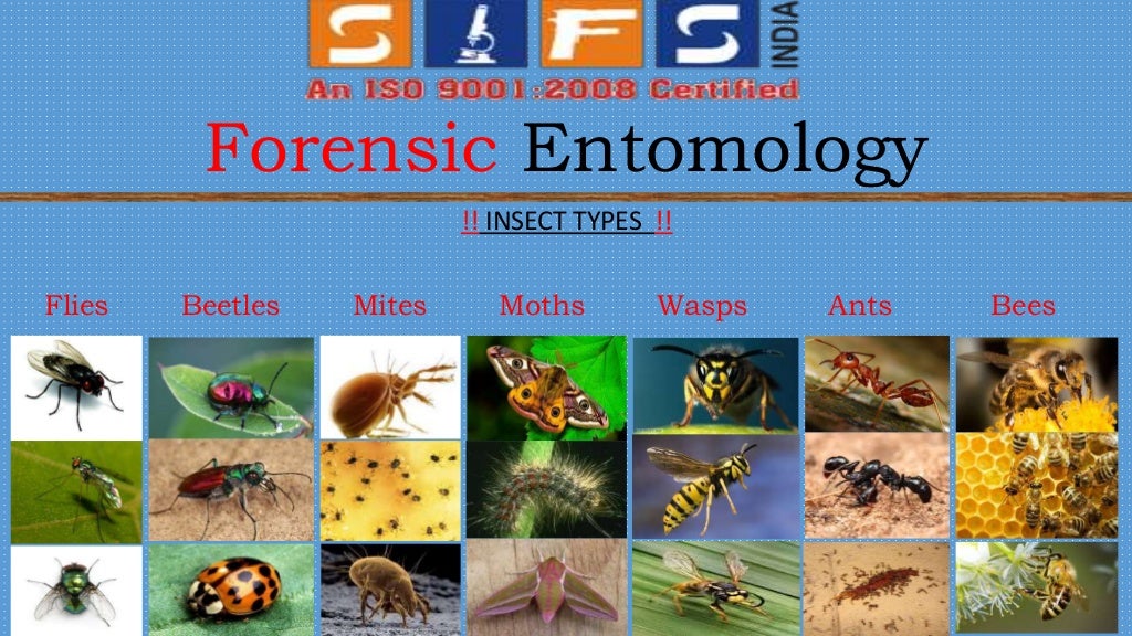 Forensic entomology