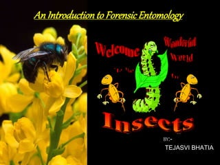 An Introductionto Forensic Entomology
BY:-
TEJASVI BHATIA
 