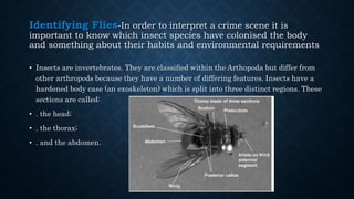 Identifying Flies-In order to interpret a crime scene it is
important to know which insect species have colonised the body
and something about their habits and environmental requirements
• Insects are invertebrates. They are classiﬁed within the Arthopoda but differ from
other arthropods because they have a number of differing features. Insects have a
hardened body case (an exoskeleton) which is split into three distinct regions. These
sections are called:
• . the head;
• . the thorax;
• . and the abdomen.
 