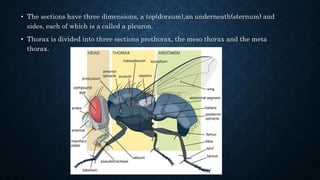 • The sections have three dimensions, a top(dorsum),an underneath(sternum) and
sides, each of which is a called a pleuron.
• Thorax is divided into three sections prothorax, the meso thorax and the meta
thorax.
 