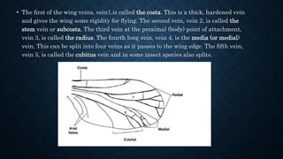 • The ﬁrst of the wing veins, vein1,is called the costa. This is a thick, hardened vein
and gives the wing some rigidity for ﬂying. The second vein, vein 2, is called the
stem vein or subcosta. The third vein at the proximal (body) point of attachment,
vein 3, is called the radius. The fourth long vein, vein 4, is the media (or medial)
vein. This can be split into four veins as it passes to the wing edge. The ﬁfth vein,
vein 5, is called the cubitus vein and in some insect species also splits.
 