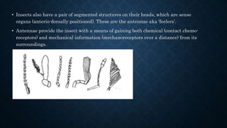 • Insects also have a pair of segmented structures on their heads, which are sense
organs (anterio-dorsally positioned). These are the antennae aka ‘feelers’.
• Antennae provide the insect with a means of gaining both chemical (contact chemo-
receptors) and mechanical information (mechanoreceptors over a distance) from its
surroundings.
 