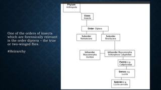 One of the orders of insects
which are forensically relevant
is the order diptera – the true
or two-winged ﬂies.
#Heirarchy
 