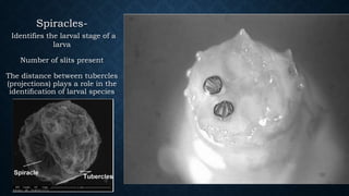 Spiracles-
Identifies the larval stage of a
larva
Number of slits present
The distance between tubercles
(projections) plays a role in the
identiﬁcation of larval species
 