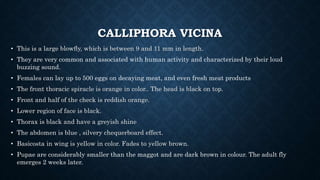 CALLIPHORA VICINA
• This is a large blowﬂy, which is between 9 and 11 mm in length.
• They are very common and associated with human activity and characterized by their loud
buzzing sound.
• Females can lay up to 500 eggs on decaying meat, and even fresh meat products
• The front thoracic spiracle is orange in color.. The head is black on top.
• Front and half of the check is reddish orange.
• Lower region of face is black.
• Thorax is black and have a greyish shine
• The abdomen is blue , silvery chequerboard effect.
• Basicosta in wing is yellow in color. Fades to yellow brown.
• Pupae are considerably smaller than the maggot and are dark brown in colour. The adult fly
emerges 2 weeks later.
 
